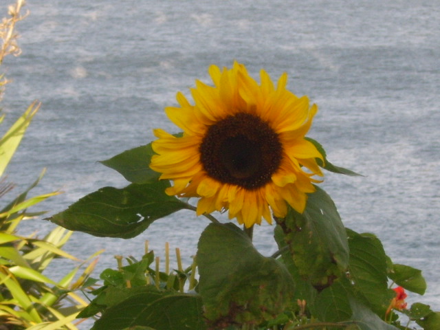 J.Harrington's Sunflower